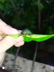 Polychalca punctatissima