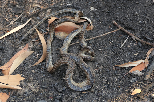 Common Tree Snake sighting