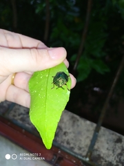 Polychalca punctatissima