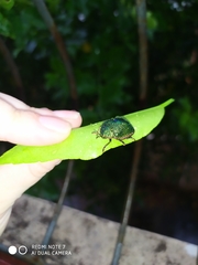 Polychalca punctatissima