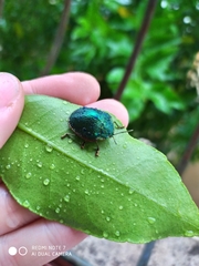 Polychalca punctatissima