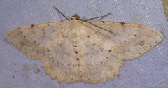Luxiaria emphatica