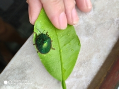 Polychalca punctatissima