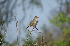 Cisticola woosnami