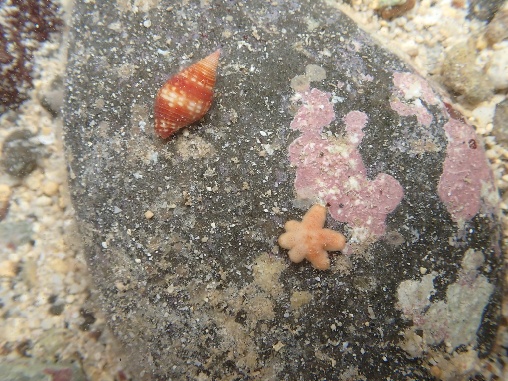 Ailsastra