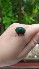 Polychalca punctatissima