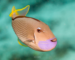 Xanthichthys auromarginatus