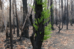 Melaleuca alternifolia