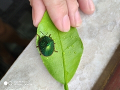 Polychalca punctatissima