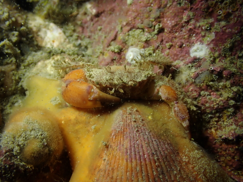 Hairy Crab, Ille-et-Vilaine, Bretagne, FR, photo 4 of 10