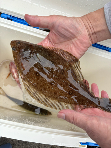 Roundnose flounder (Eopsetta grigorjewi) — Pleuronectidae — 4