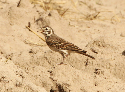 iNaturalist image