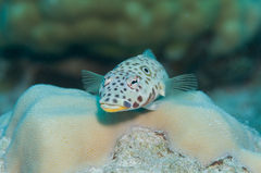 Parapercis clathrata