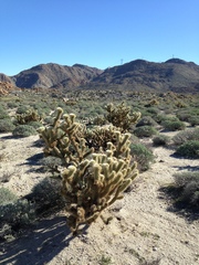 Cylindropuntia wolfii