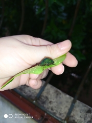 Polychalca punctatissima