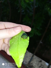 Polychalca punctatissima