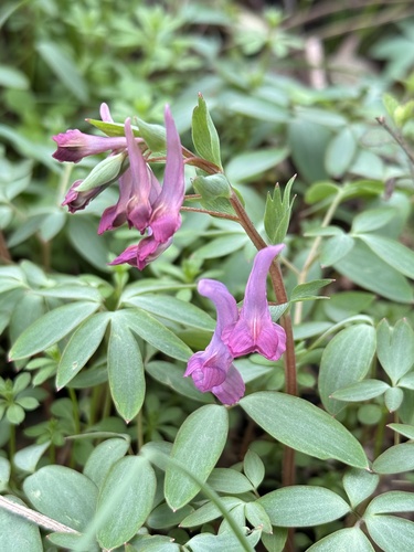 Corydalis yanhusuo