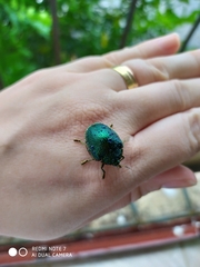 Polychalca punctatissima