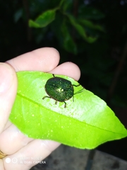 Polychalca punctatissima