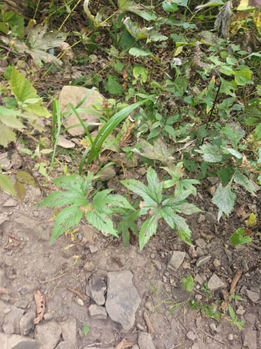 Siberian Meadowsweet (Filipendula palmata)