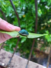 Polychalca punctatissima