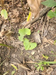 Asarum sieboldii, photograph (c) Dmitriy Bochkov, some rights reserved (CC BY)