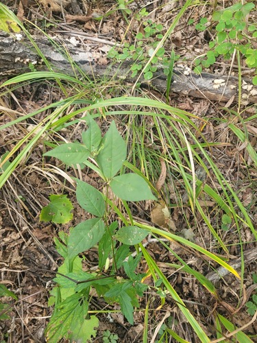 Two-leaf Vetch (Vicia unijuga)