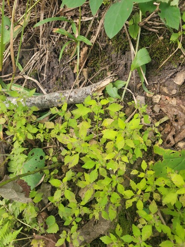 Mosla dianthera, photograph 3