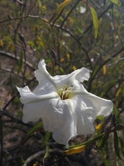 Ipomoea seaania