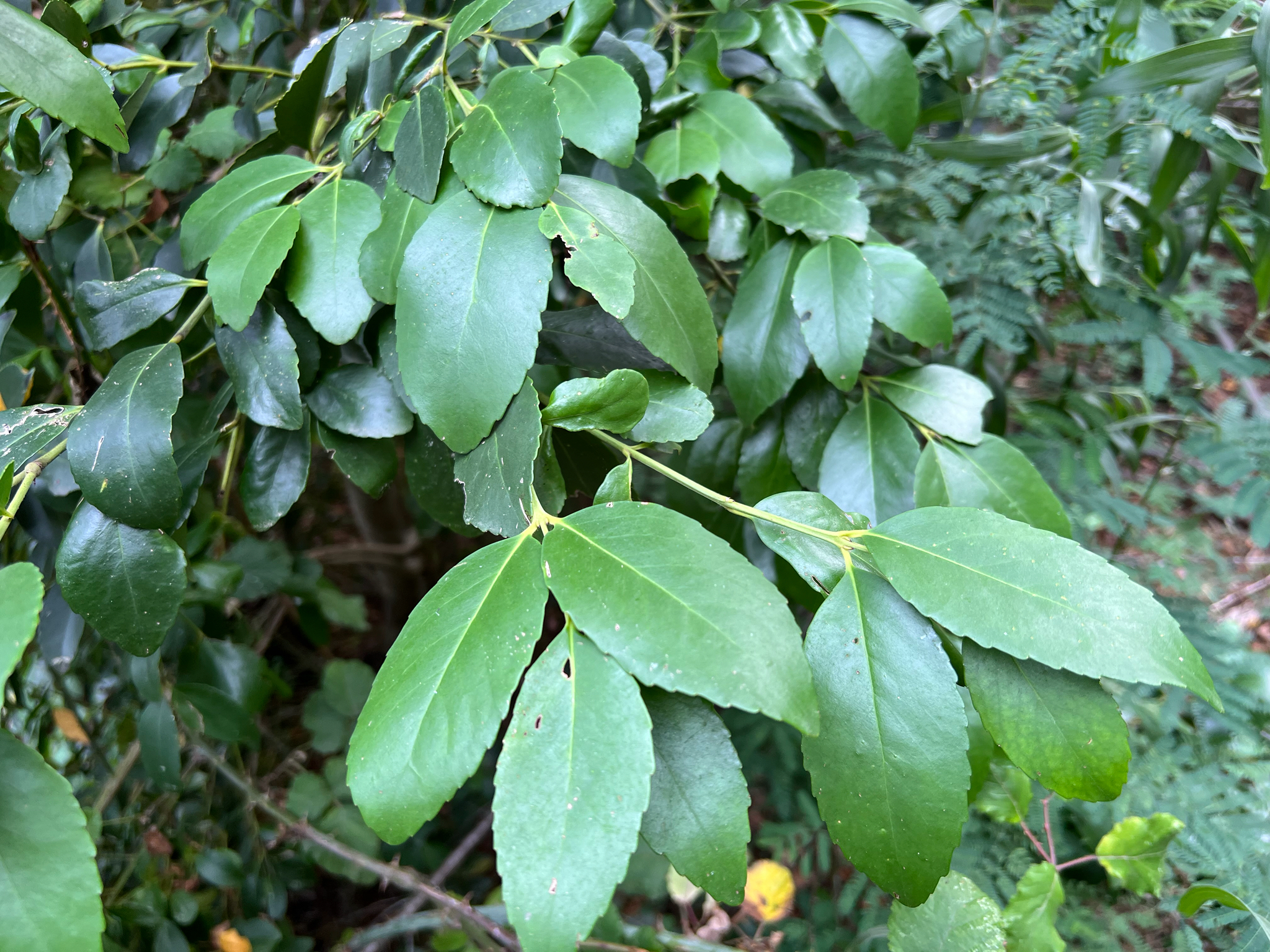 Chilean Laurel (Laurelia sempervirens)