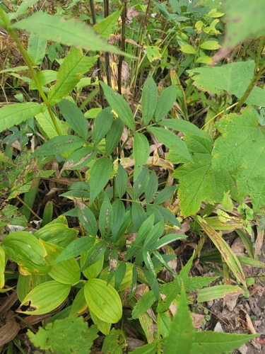 Komarov’s vetchling (Lathyrus komarovii)