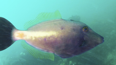 Meuschenia flavolineata