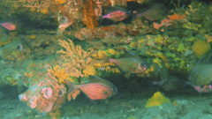 Pempheris multiradiata