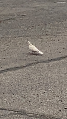 Streptopelia decaocto