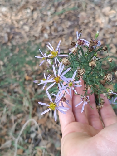 Rhone Aster (Galatella sedifolia)
