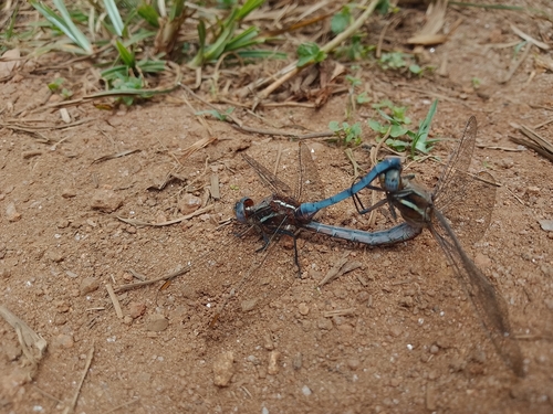 Orthetrum camerunense