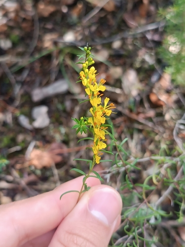Yellow Odontites (Odontites luteus)