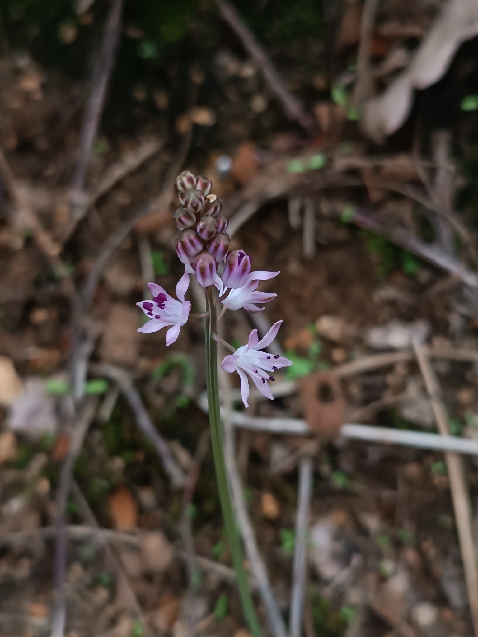 Autumn Squill (Prospero autumnale)