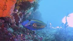 Meuschenia hippocrepis