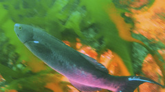 Olisthops cyanomelas