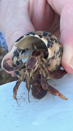 Caribbean Land Hermit Crab