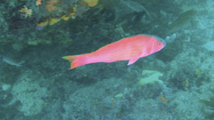 Pseudolabrus rubicundus