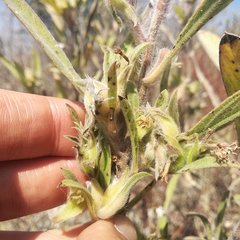 Lagascea angustifolia