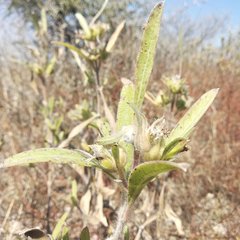 Lagascea angustifolia