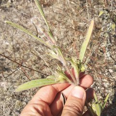 Lagascea angustifolia