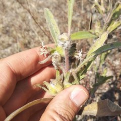 Lagascea angustifolia