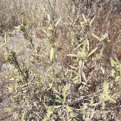 Lagascea angustifolia