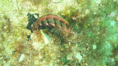 Eupetrichthys angustipes