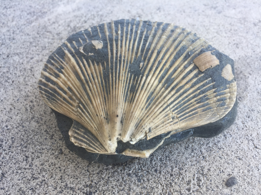 Mesopeplum crawfordi