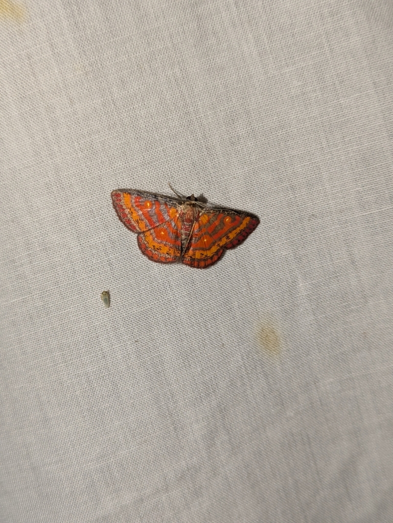 Casbia fasciata (Casbia fasciata)